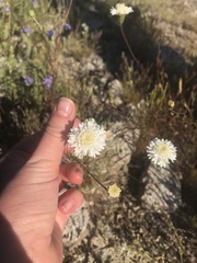 Chaenactis fremontii