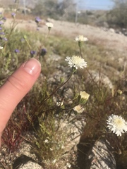 Chaenactis fremontii