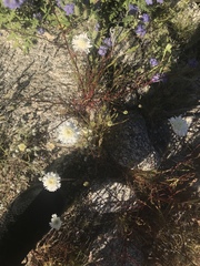 Chaenactis fremontii