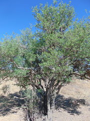 Forestiera phillyreoides