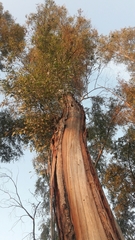 Eucalyptus