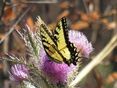 Papilio glaucus image