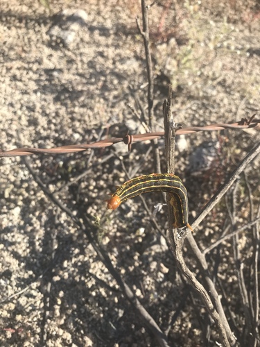 iNaturalist observation photo of White-lined Sphinx