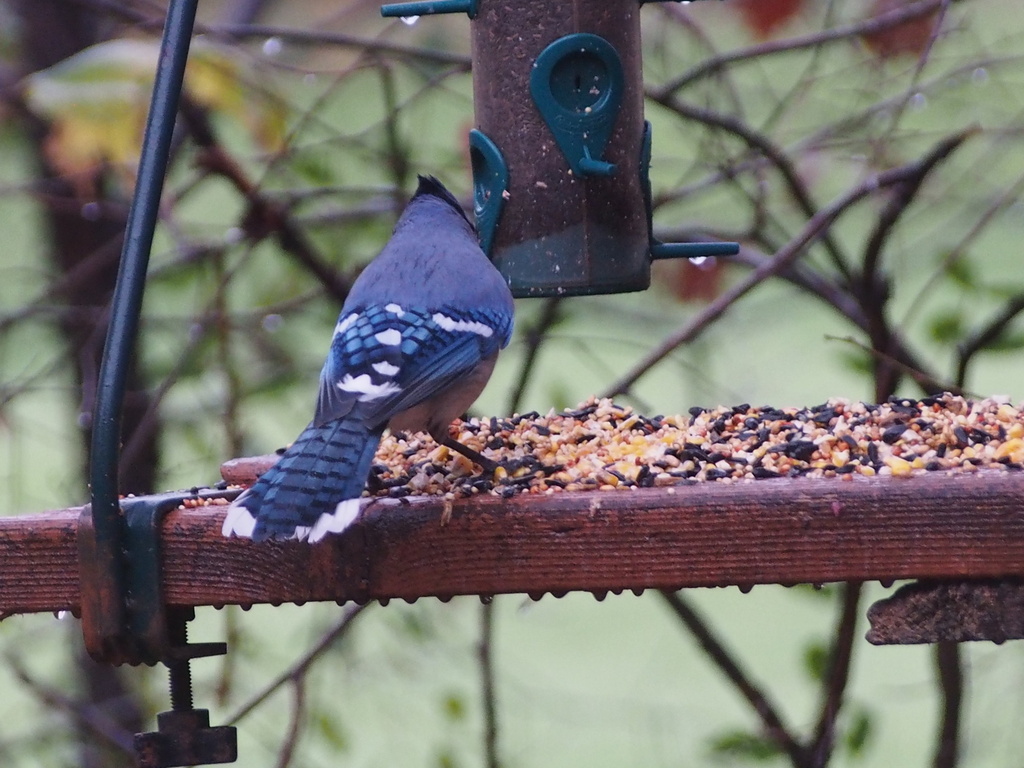 Blue Jay In October 2023 By Ken Potter · Inaturalist