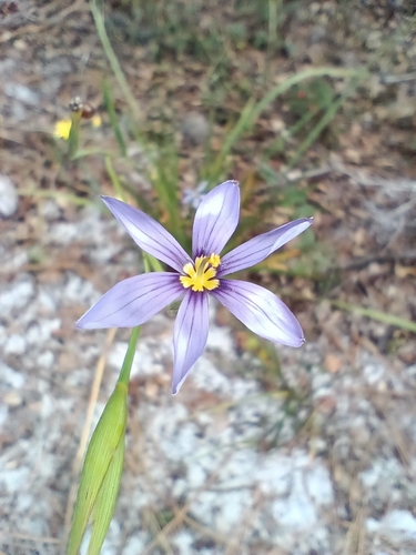 Image of Sisyrinchium xerophyllum by no rights reserved