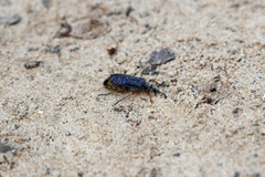 Lytta aenea