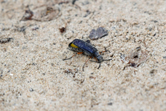 Lytta aenea
