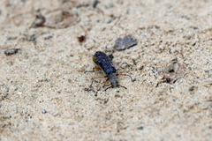 Lytta aenea