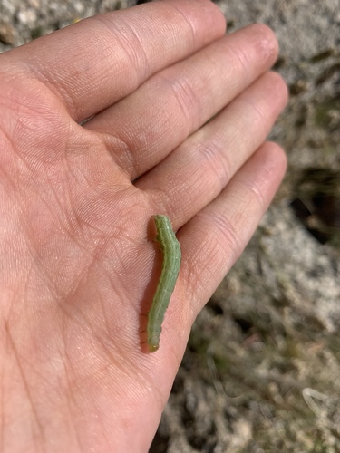 iNaturalist observation photo of Plusiine Looper Moths