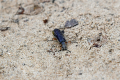Lytta aenea