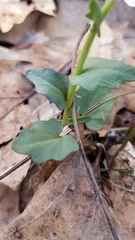 Cardamine douglassii