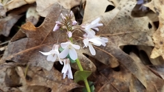 Cardamine douglassii