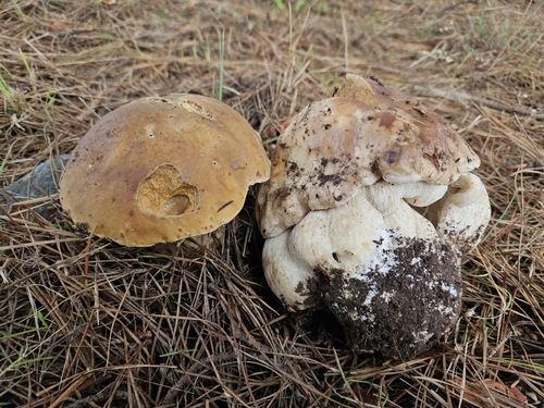 Boletus edulis
