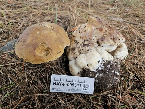 Boletus edulis (Photo 2 of 5)