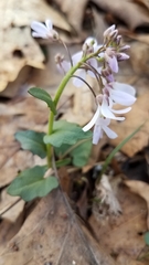 Cardamine douglassii