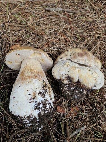 Boletus edulis (Photo 3 of 5)