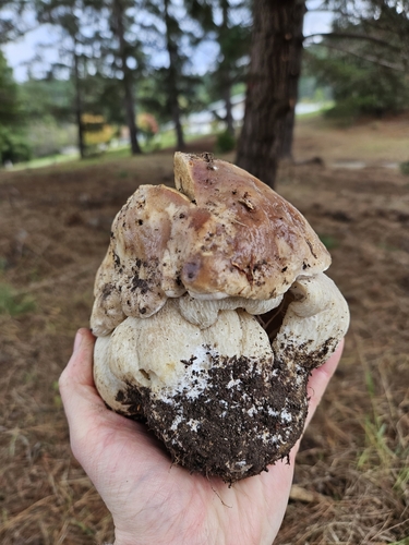 Boletus edulis (Photo 4 of 5)