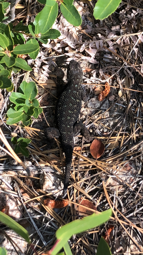 iNaturalist observation photo of Western Fence Lizard