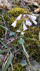 Cardamine douglassii