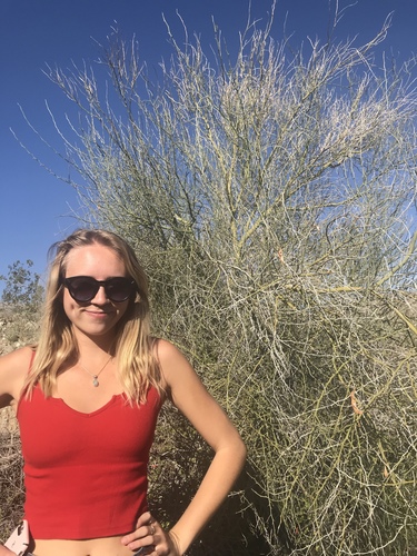 iNaturalist observation photo of blue palo verde
