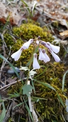 Cardamine douglassii