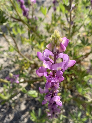 iNaturalist observation photo of Arizona lupine