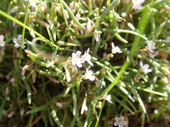 Claytonia exigua