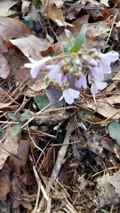 Cardamine douglassii