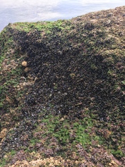 Mytilus californianus