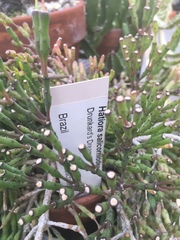 Hatiora salicornoides
