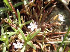 Claytonia exigua