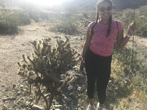 iNaturalist observation photo of Silver Cholla