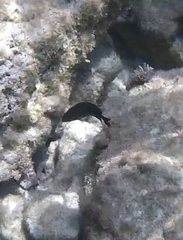 Hypoplectrus nigricans