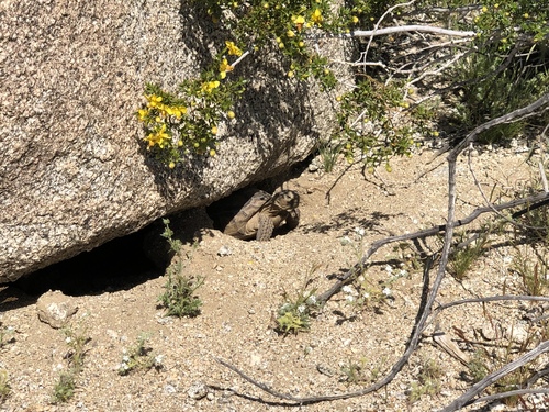iNaturalist observation photo of Mojave Desert Tortoise