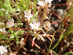 Claytonia exigua