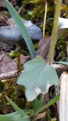 Cardamine douglassii