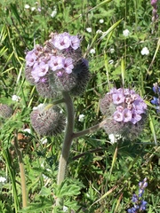 Phacelia hubbyi