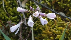 Cardamine douglassii