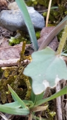 Cardamine douglassii