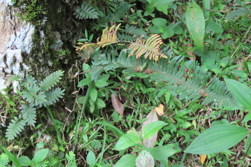 tropical resurrection fern