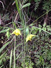 Calochortus pulchellus