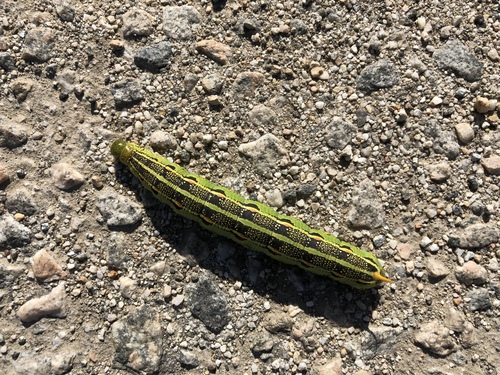 iNaturalist observation photo of White-lined Sphinx