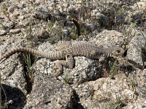iNaturalist observation photo of Desert Iguana