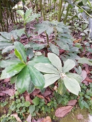 Costus pulverulentus