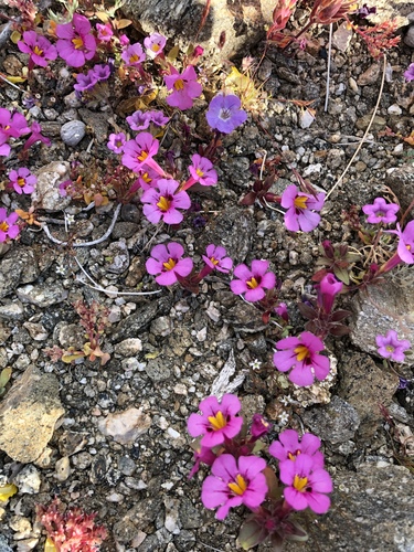 iNaturalist observation photo of Bigelow's monkeyflower