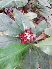 Costus pulverulentus