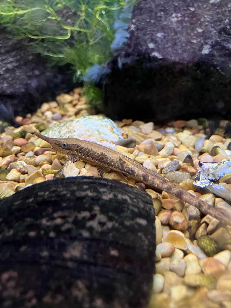 Twig Catfish