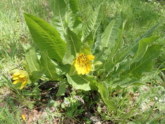 Wyethia glabra