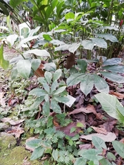 Costus pulverulentus