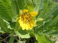 Wyethia glabra